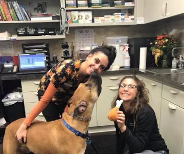 Greystone Veterinary Hospital + Urgent Care