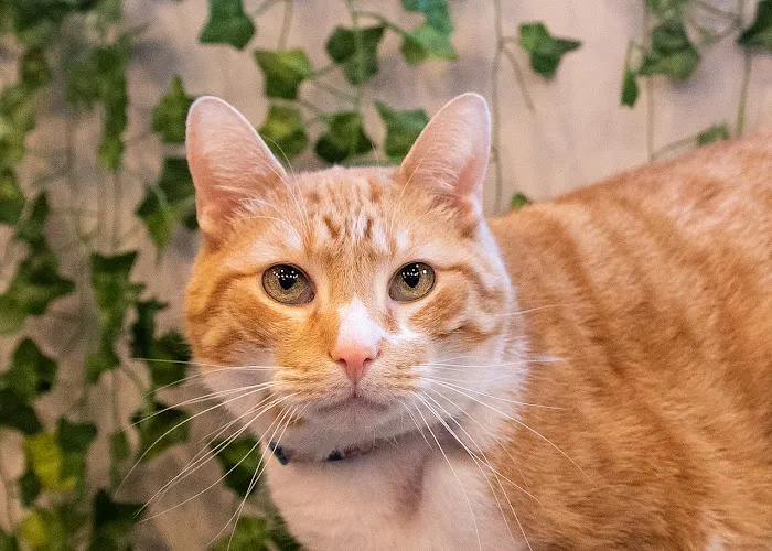 Greystone Veterinary Hospital + Urgent Care 5