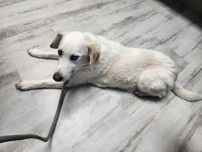 Greystone Veterinary Hospital + Urgent Care 2