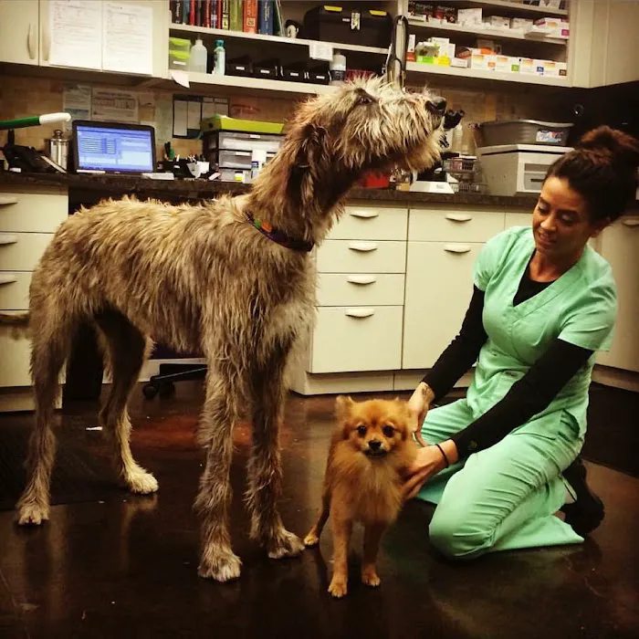 Greystone Veterinary Hospital + Urgent Care 9