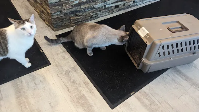Greystone Veterinary Hospital + Urgent Care 4