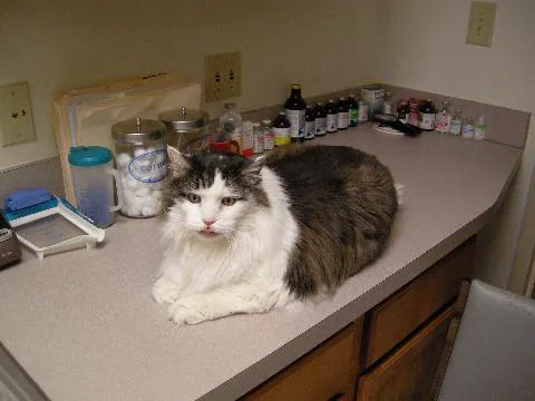 Aaron Animal Clinic 12