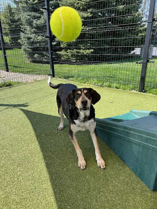 Bartels Busack Pet Hospital Resort & Spa 12