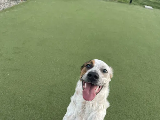 Bartels Busack Pet Hospital Resort & Spa 12