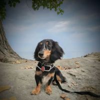 Suburban Animal Hospital - WE HAVE MERGED WITH KENTOWN ANIMAL HOSPITAL! ico