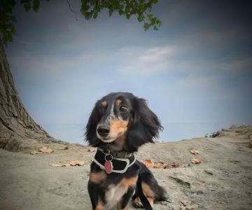 Suburban Animal Hospital - WE HAVE MERGED WITH KENTOWN ANIMAL HOSPITAL!