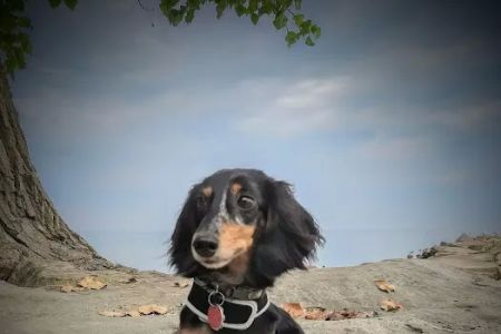 Suburban Animal Hospital - WE HAVE MERGED WITH KENTOWN ANIMAL HOSPITAL!