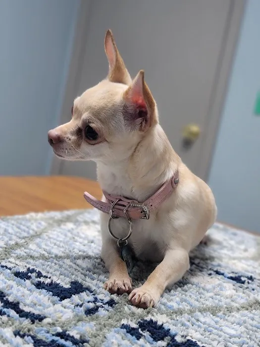 Suburban Animal Hospital - WE HAVE MERGED WITH KENTOWN ANIMAL HOSPITAL! 12