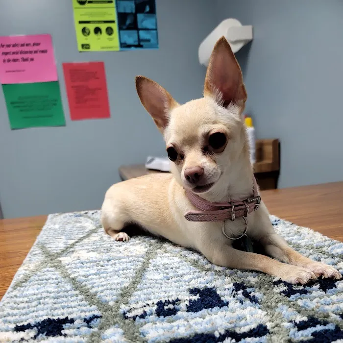 Suburban Animal Hospital - WE HAVE MERGED WITH KENTOWN ANIMAL HOSPITAL! 12