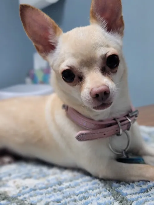 Suburban Animal Hospital - WE HAVE MERGED WITH KENTOWN ANIMAL HOSPITAL! 12