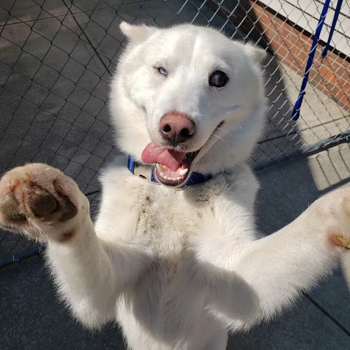 Suburban Animal Hospital - WE HAVE MERGED WITH KENTOWN ANIMAL HOSPITAL! 12