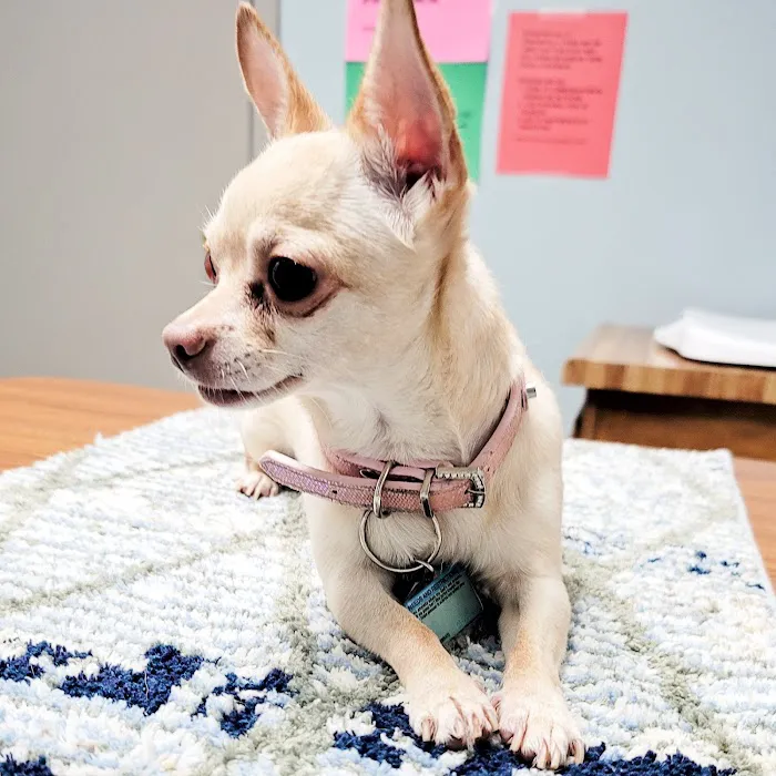 Suburban Animal Hospital - WE HAVE MERGED WITH KENTOWN ANIMAL HOSPITAL! 12