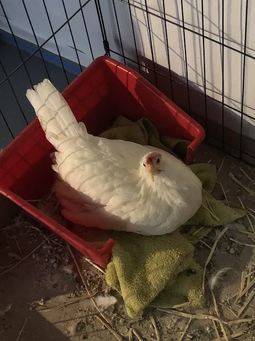 Broadview Animal & Bird Hospital: Shaw S DVM 12
