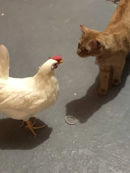 Broadview Animal & Bird Hospital: Shaw S DVM 12