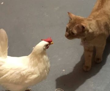 Broadview Animal & Bird Hospital: Shaw S DVM