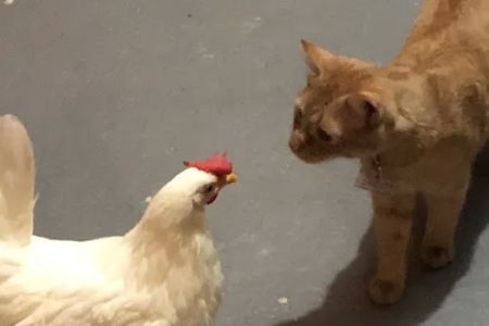 Broadview Animal & Bird Hospital: Shaw S DVM