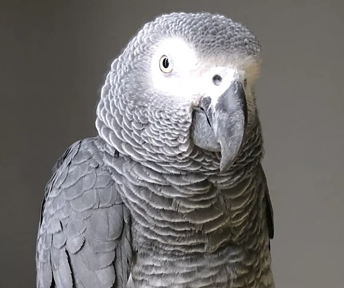 Broadview Animal & Bird Hospital: Shaw S DVM 12