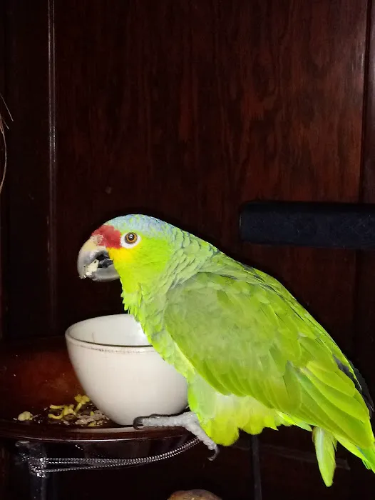 Broadview Animal & Bird Hospital 12