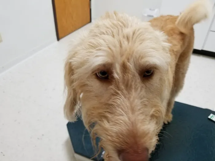Columbia Animal Hospital 9