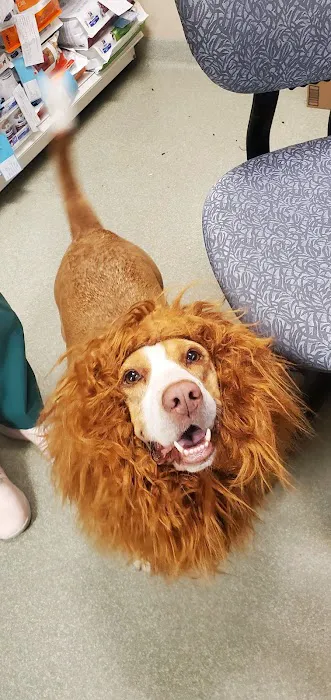 All Creatures Animal Hospital 6