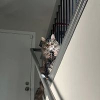 Vetco Total Care Animal Hospital ico