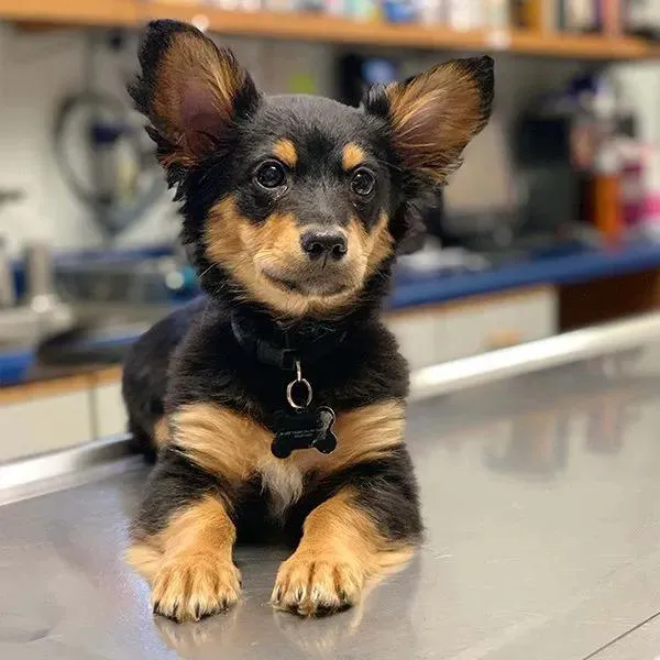 Pet Center Ltd 7