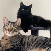 Pet Center Ltd ico