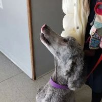Sunshine Animal Hospital ico