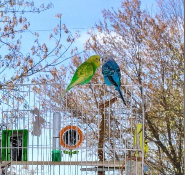 Sunshine Animal Hospital 12