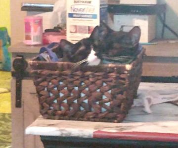 Animal Hospital