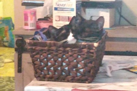 Animal Hospital