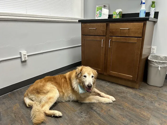 Emergency Veterinary Clinic 12