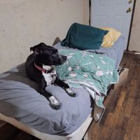 Spring Valley Veterinary Hospital - EAST ico