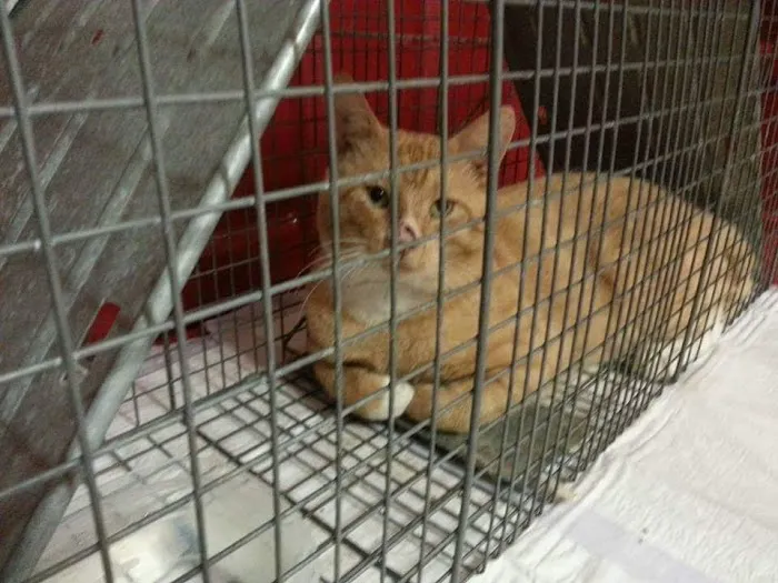 SAAF Spay Neuter Clinic 12