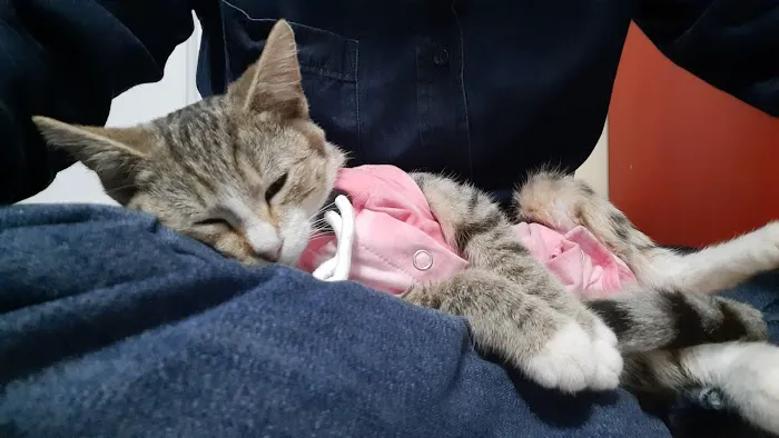 SAAF Spay Neuter Clinic 12