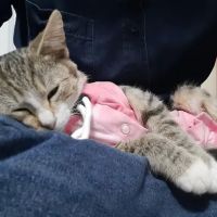 SAAF Spay Neuter Clinic ico