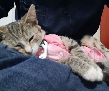 SAAF Spay Neuter Clinic