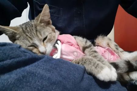 SAAF Spay Neuter Clinic