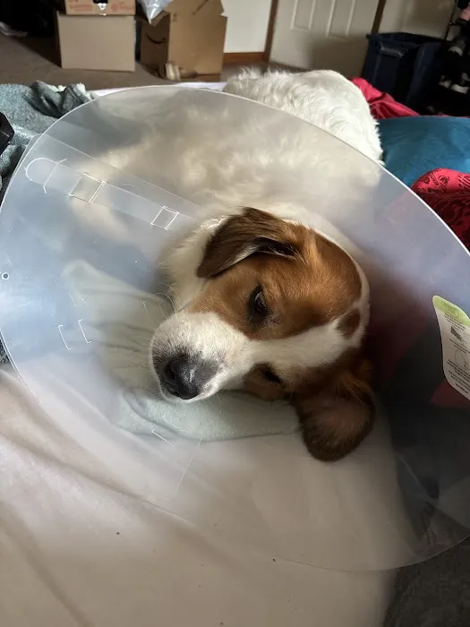 SAAF Spay Neuter Clinic 12