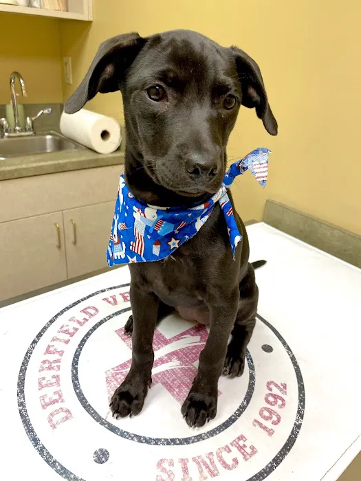 Deerfield Veterinary Hospital 12