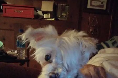 Wright Veterinarian Service