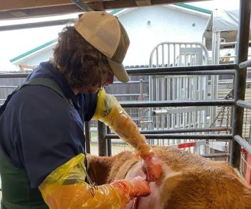 Animal Clinic of Ava