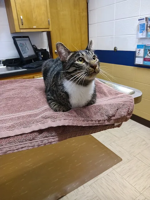 All Creatures Pet Hospital 12