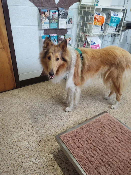 All Creatures Pet Hospital 12