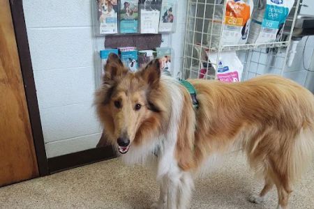 All Creatures Pet Hospital
