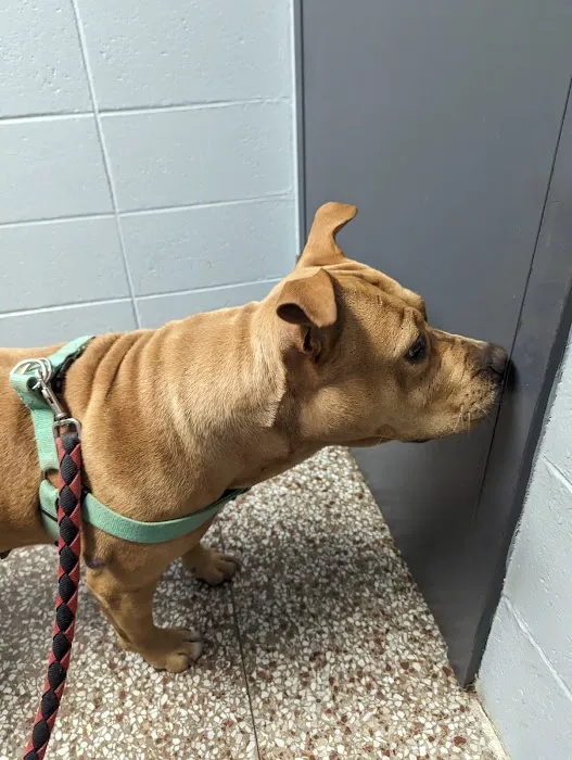 North Side Animal Clinic 12