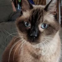 North Side Animal Clinic ico