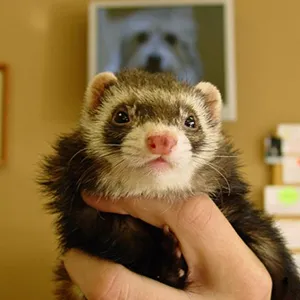 Divine Veterinary Clinic 5