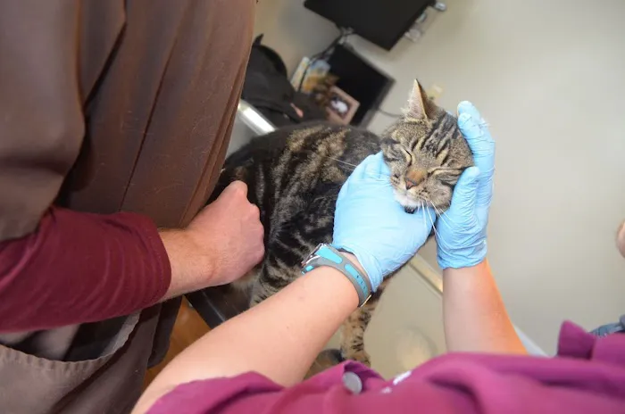 Millwood Animal Hospital 10