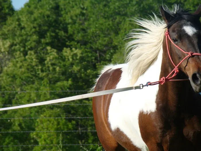 Equine Clinic 1
